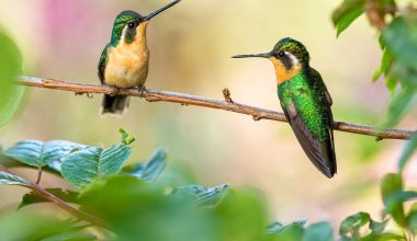 what perennials attract hummingbirds