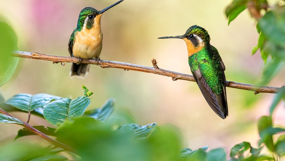 what perennials attract hummingbirds