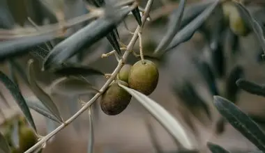 how do they harvest olives in greece