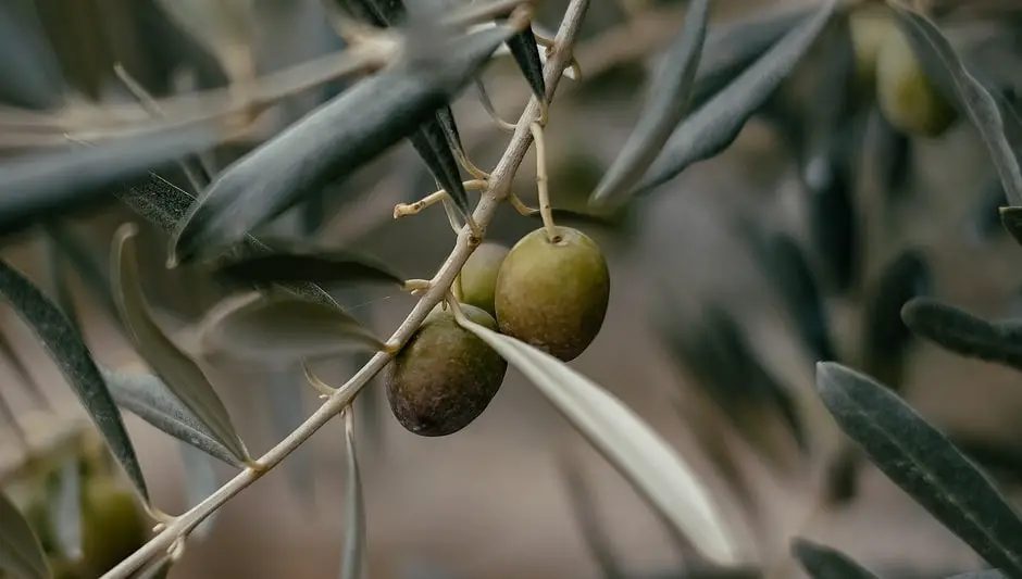 how do they harvest olives in greece