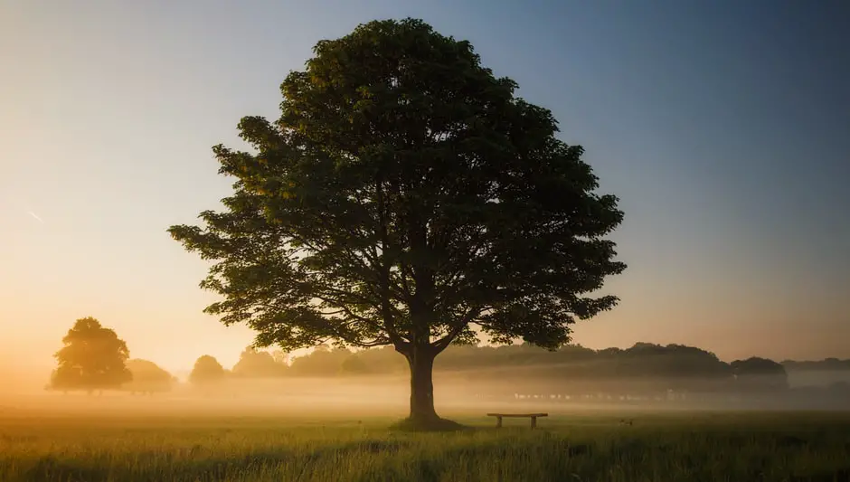 how to repair a damaged tree trunk