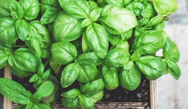 can herbs grow in the shade