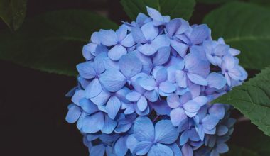 how to prune panicle hydrangea