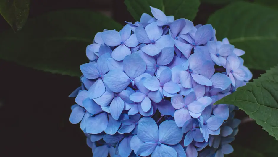 how to prune panicle hydrangea