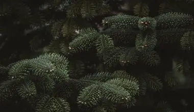 how do pine trees grow