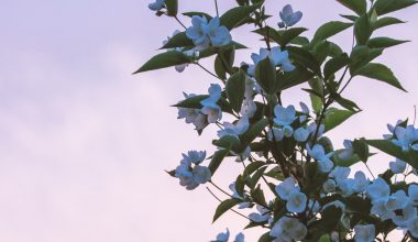 is night blooming jasmine a perennial