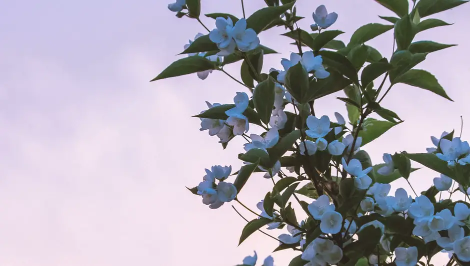 is night blooming jasmine a perennial