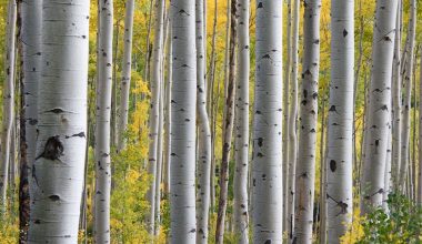 can you grow a birch tree indoors
