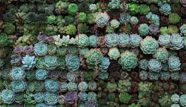 what kind of soil do you use for succulents