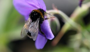 how long to stay off grass after pesticide