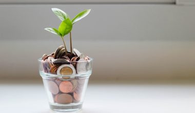 how to replant a money tree