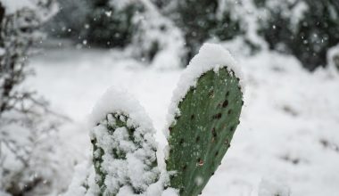 are christmas cactus toxic to cats