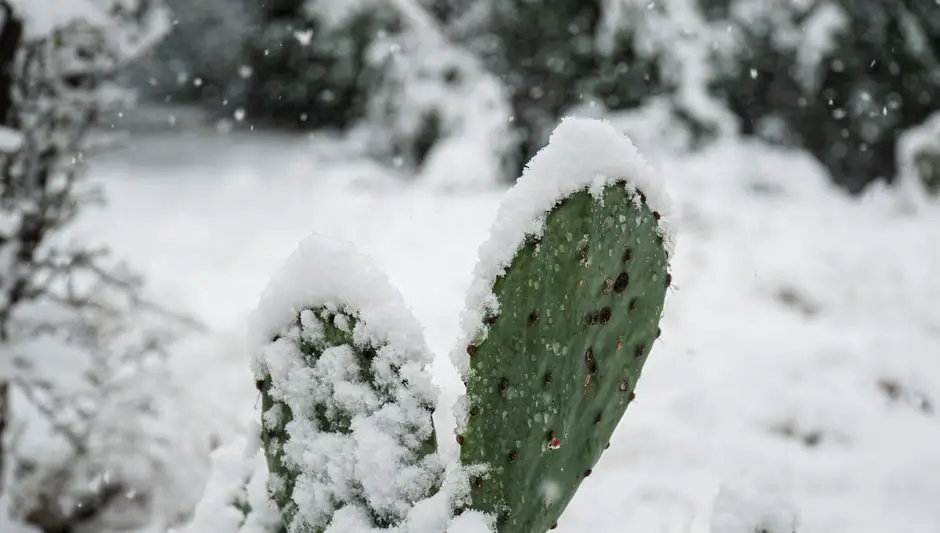 are christmas cactus toxic to cats