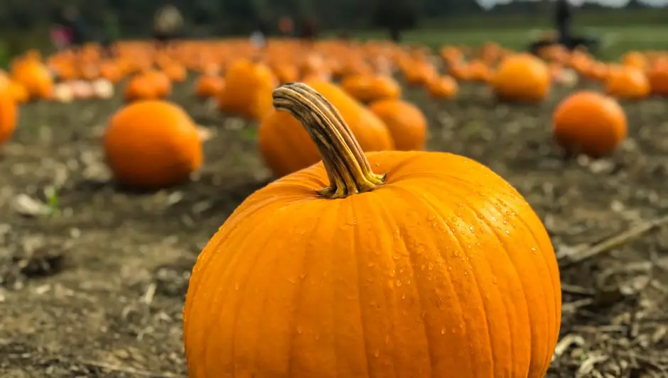 how to grow pumpkins from seeds