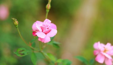 can perennials grow in containers