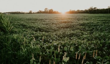 how to harvest soybeans in farming simulator 2019