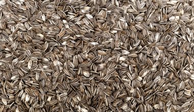 can you eat black sunflower seeds