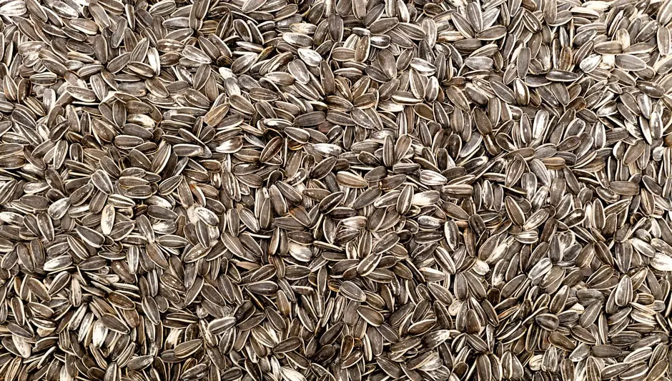can you eat black sunflower seeds