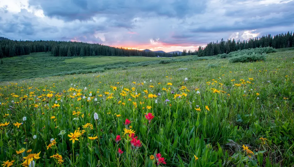 how to plant wildflower seeds