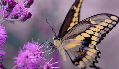 how to prune butterfly bush in fall