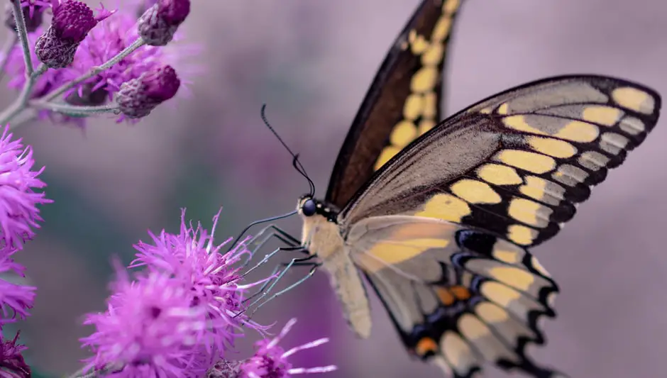 how to prune butterfly bush in fall