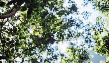 how tall do fig trees grow