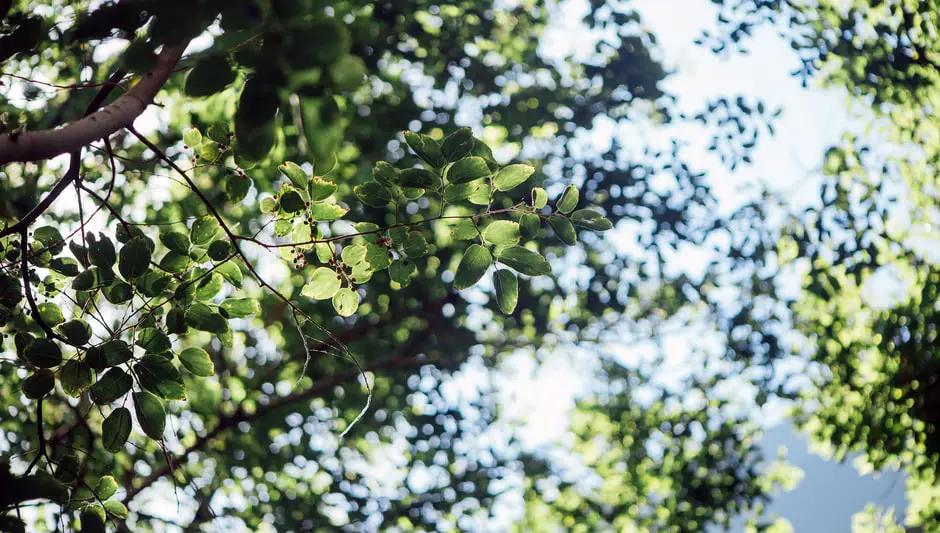 how tall do fig trees grow