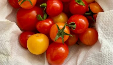 how to grow cherry tomato seeds