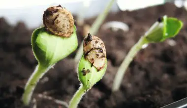 do seeds need oxygen to germinate