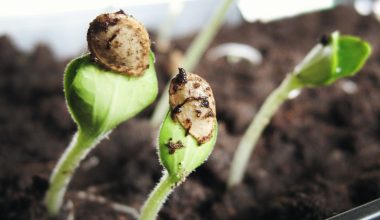 how long it takes for weed seeds to germinate