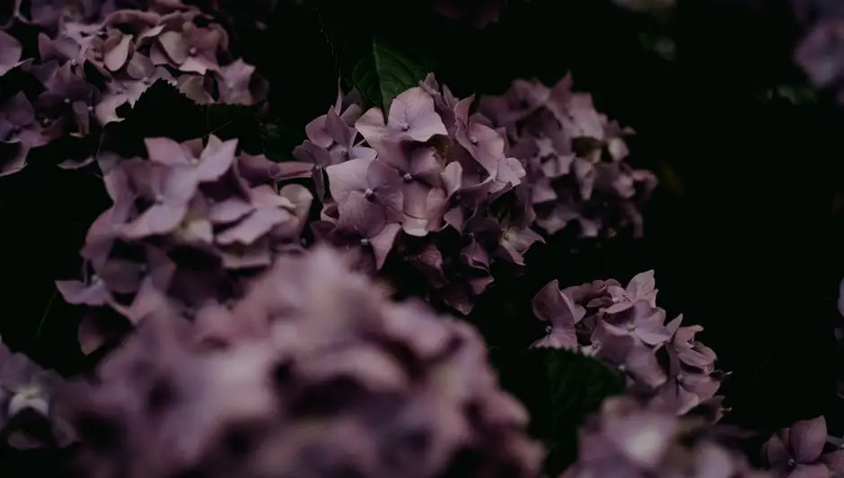 when to prune bigleaf hydrangea