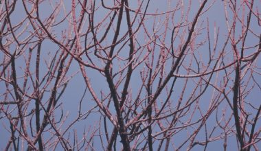 do peach trees grow in ohio