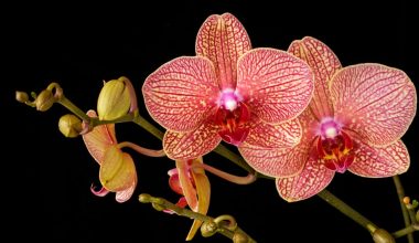 what are the parts of an orchid