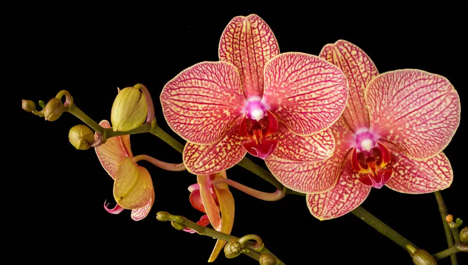 what are the parts of an orchid
