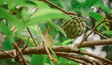 how to sprout cherimoya seeds