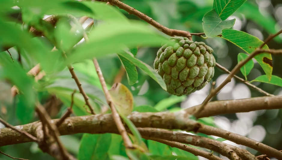 how to sprout cherimoya seeds