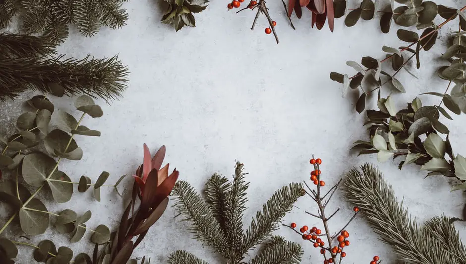 how to revive a christmas cactus