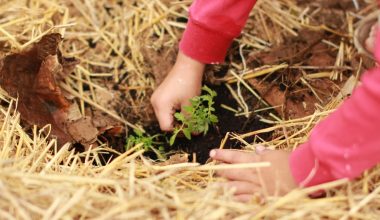 when do i plant a vegetable garden