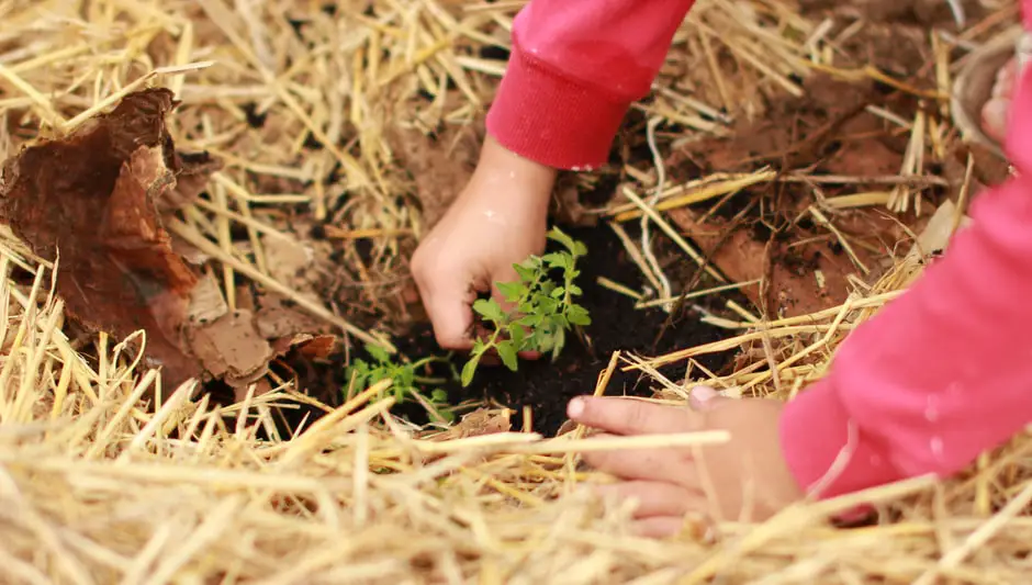 when do i plant a vegetable garden