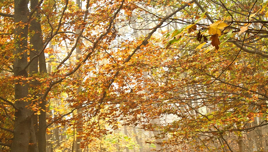 do azalea leaves turn yellow fall