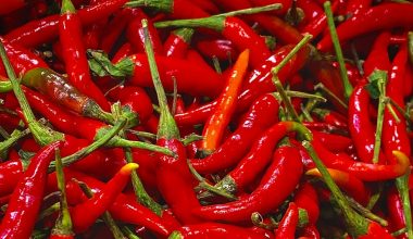 when to harvest thai chili peppers