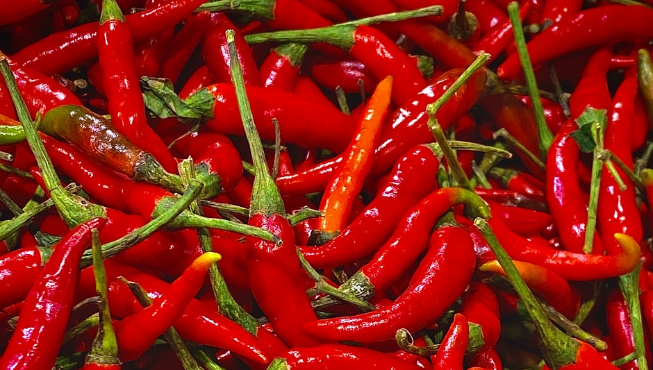 when to harvest thai chili peppers