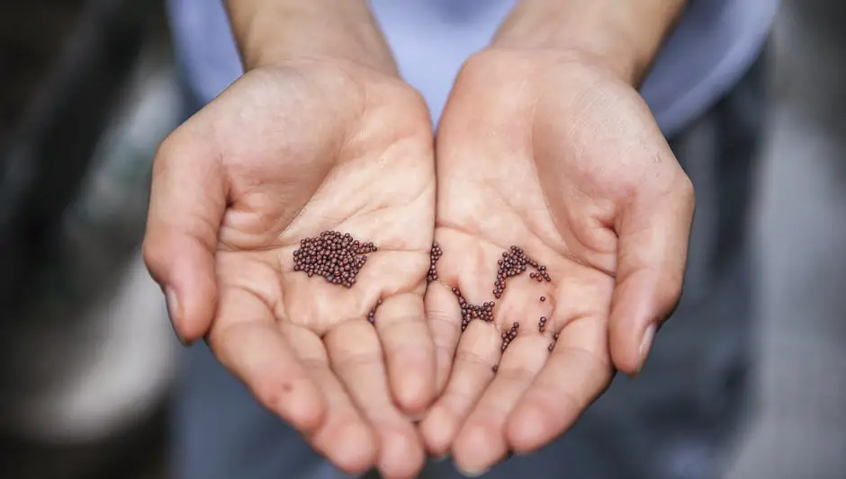 where do mustard seeds come from