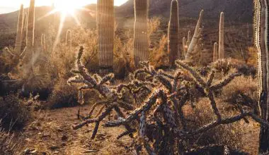 where are the big cactus in arizona