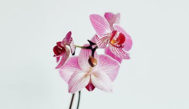 are orchids toxic to cats