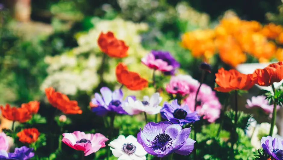 How Much Does A Bag Of Compost Cost? Finally Understand!