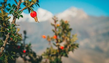 when to prune pomegranate trees in southern california