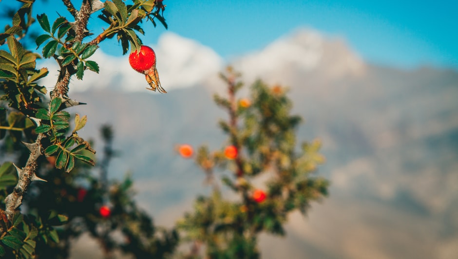 when to prune pomegranate trees in southern california