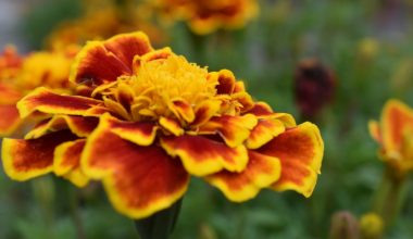 are marigolds perennials