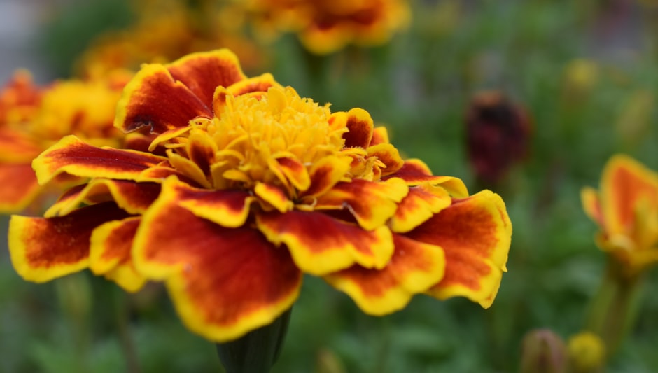 are marigolds perennials